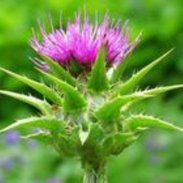                  Milk Thistle Extract                  